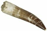 Large, Fossil Plesiosaur (Zarafasaura) Tooth - Morocco #349871-1